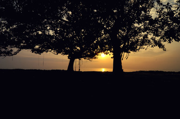 close up silhouette tree image. yellow background during sunrise sunset.