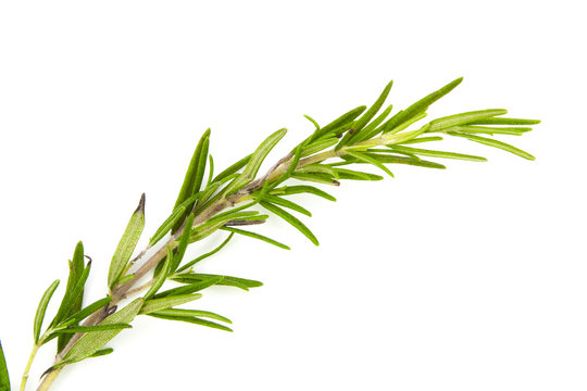 twig of rosemary on a white