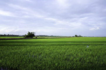 green paddy field with cloudy sky at new season.