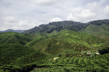 Beautiful scenery at Cameron Highlands, Malaysia with green  tea plantation near the hill and cloudy sky. Image contain grain, noise and soft focus due nature composition.