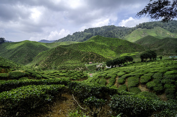 Fototapeta na wymiar beautiful wave hill and nature, green tea plantation landscape at cameron highland,malaysia.