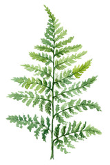 Fern painted with watercolors on white background. Green forest plants branch. Forest herb