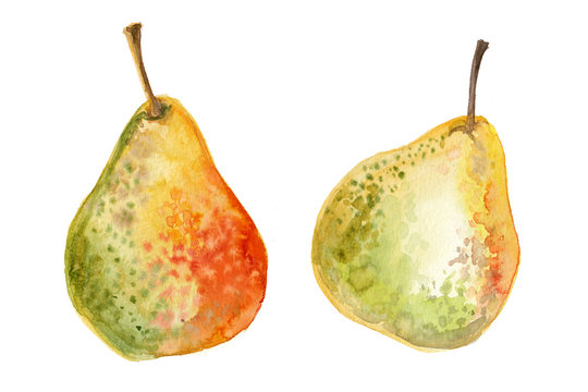 Pears painted with watercolors on white background. Colored juicy fruit on paper