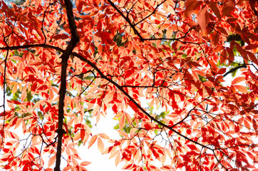 Red maple leaves in autumn