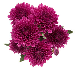 purple flower isolated
