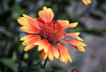 Orange flower against the background of leaves.