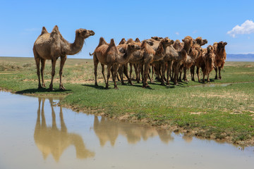 Camels at the watering in the Gobi Desert, Mongolia