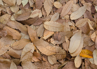 Dry fallen leaves, autumn leaves