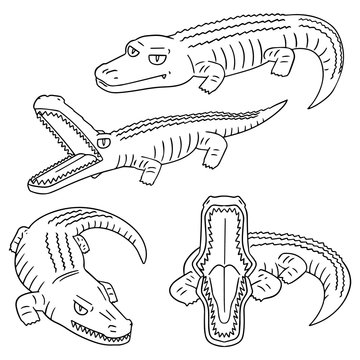 vector set of crocodile