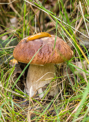 Steinpilz