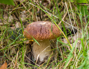Steinpilz in einer Wiese