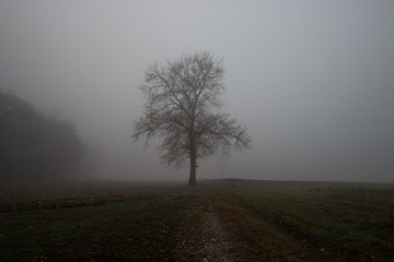Fototapeta na wymiar Giorno nebbioso ed invernale nel parco del Ticino, Galliate, Novara, Piemonte, Italia
