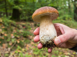 Steinpilz Pilzzeit