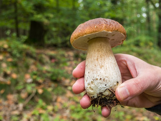 Steinpilz in der Hand