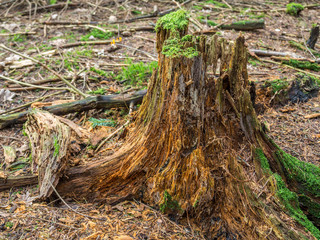 Totholz mit Moos