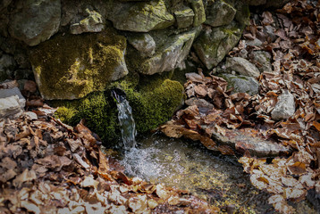 Spring in forest