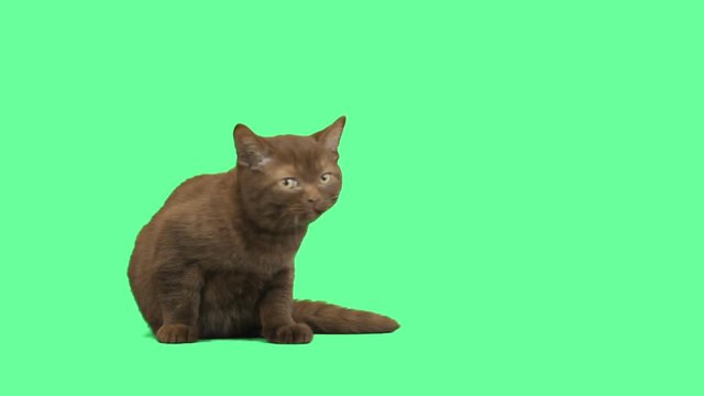 British cat looking on a green background