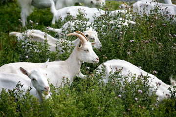 Fototapeta premium chèvre blance