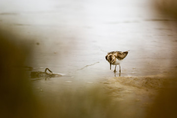 Bird at saltern #3