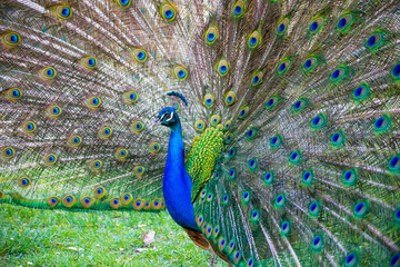 Obraz premium A beautiful male peacock with expanded feathers