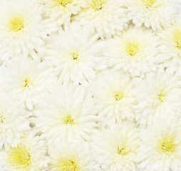 Beautiful white aster flowers