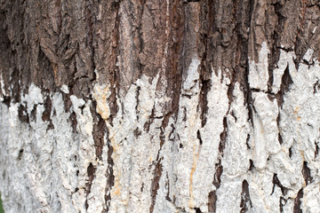 Fototapeta premium Prevention of the insects going up to tree