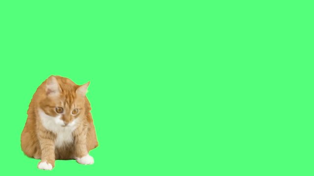 funny red cat looks and mews on a green background