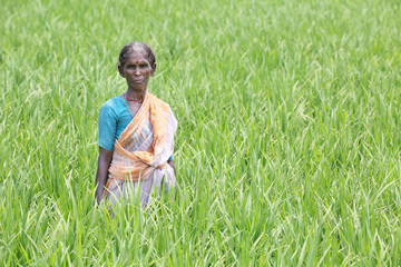 Indian Old Woman 