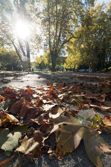Park im Herbst: Blätter am Boden, Bäume und Sonnenstrahlen, Froschperspektive