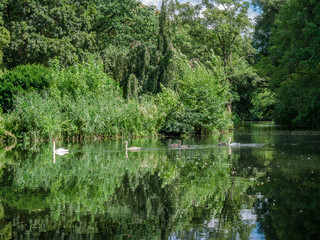 Fototapeta na wymiar swans on a lake in a park