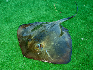 Skate stingray or sea cat lies on the artificial turf of the Black Sea summer residence