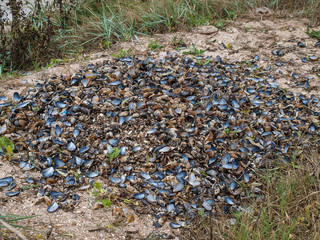 Folds Black Sea mussels thrown after feasting on the sand