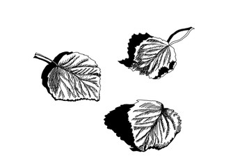 Листья берёзы. Сухие опавшие листья березы на земле