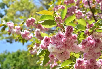 光に照らされる八重桜