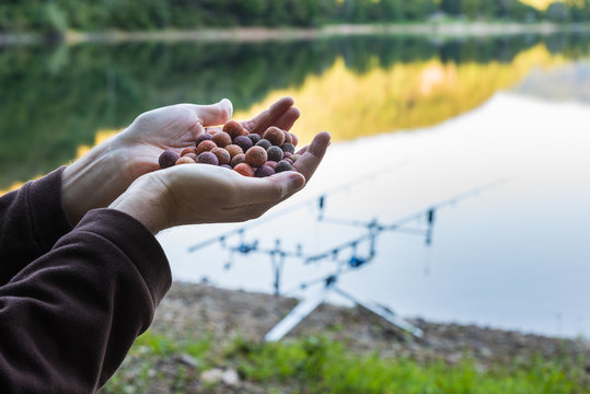 Boilies, bait for carp fishing