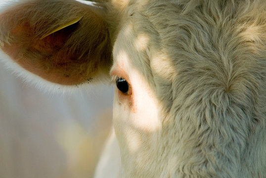 Taureau charolais