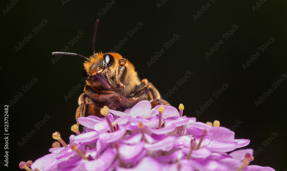 Wall mural Front view of feeding bee