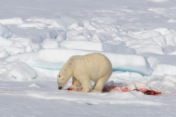 Polar bear on the pack ice north of Spitsbergen © Alexey Seafarer