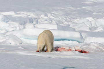 Polar bear on the pack ice north of Spitsbergen © Alexey Seafarer