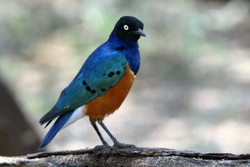 Superb Starling