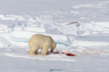 Polar bear on the pack ice north of Spitsbergen © Alexey Seafarer