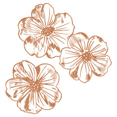 Exotic flowers set. Botanical vector vintage illustration. Design elements.