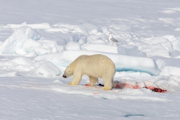 Polar bear on the pack ice north of Spitsbergen © Alexey Seafarer