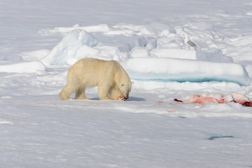 Polar bear on the pack ice north of Spitsbergen © Alexey Seafarer