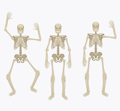 Human skeleton. Silhouette skeleton in different positions.