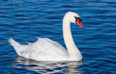 Obraz premium White Swan (Cygnus olor)
