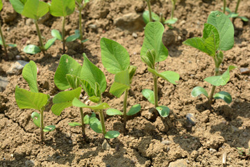Soja avec ses premières feuilles unifoliées