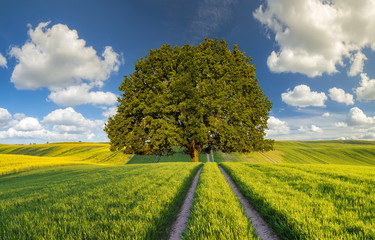 lonely tree in the field, green field, blue sky
