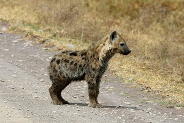 hyena puppy