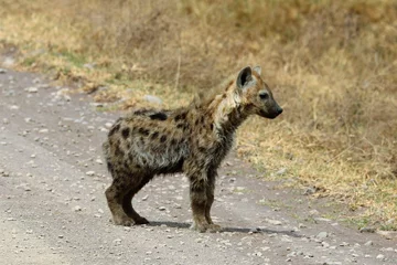 Foto op Aluminium hyena puppy © Gennadi